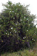 Image of tree morning glory