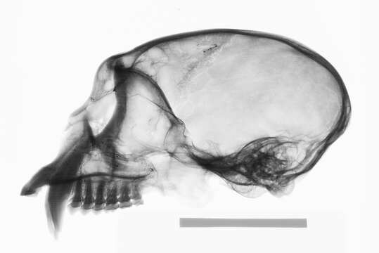 Image of white-faced capuchin