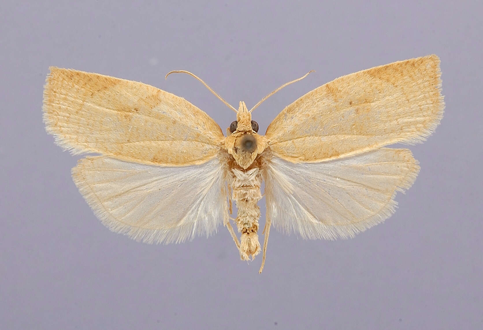 Image of Amorbia knudsoni