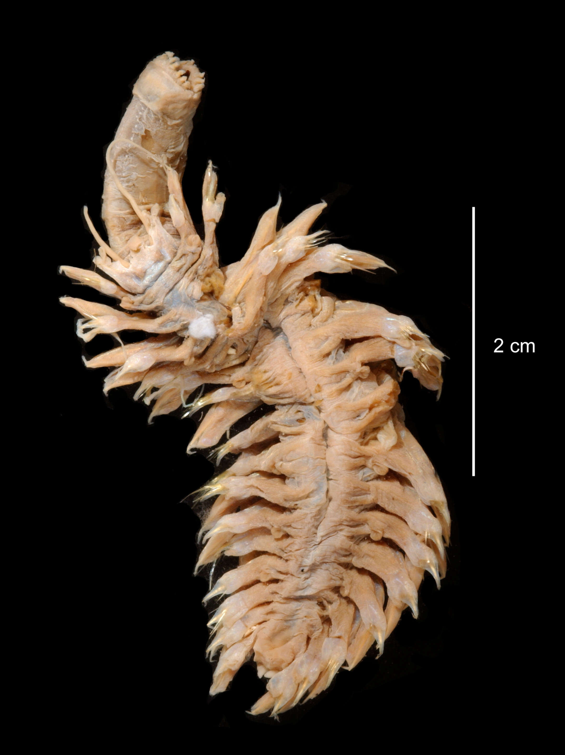 Image of Bathyeliasona nigra (Hartman 1967)