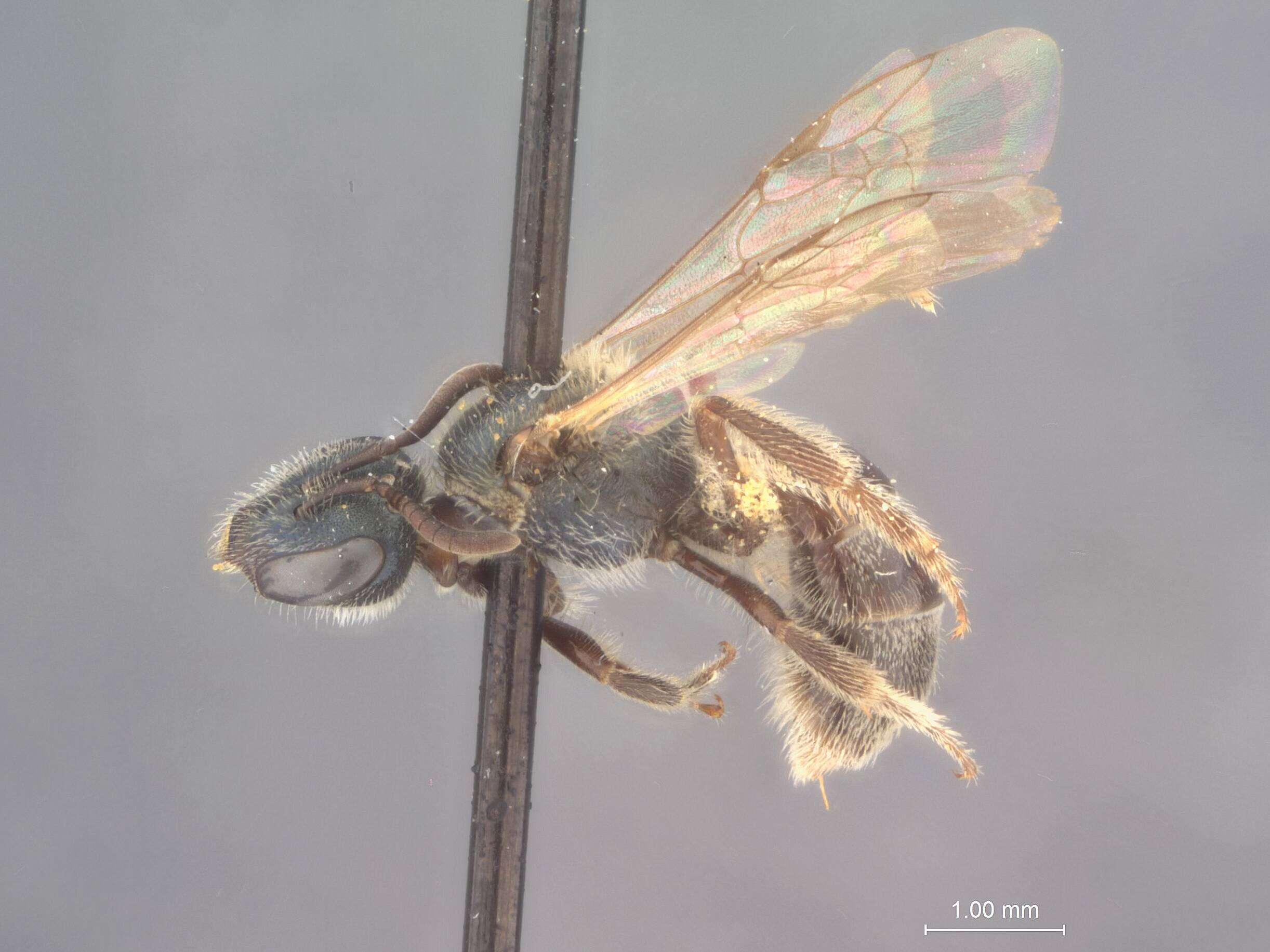 Image of Halictus