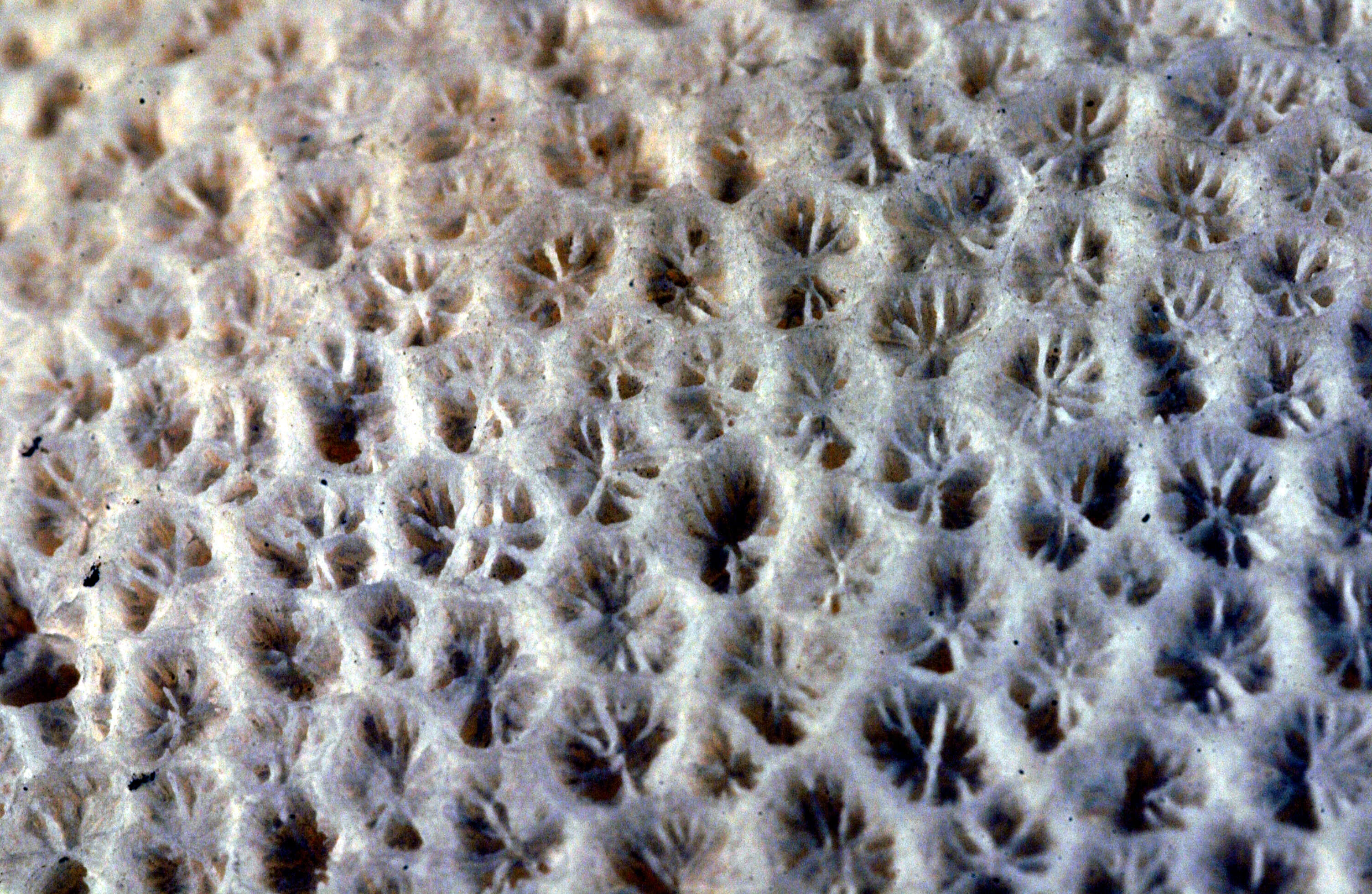 Image of Astraea cerium Dana 1846