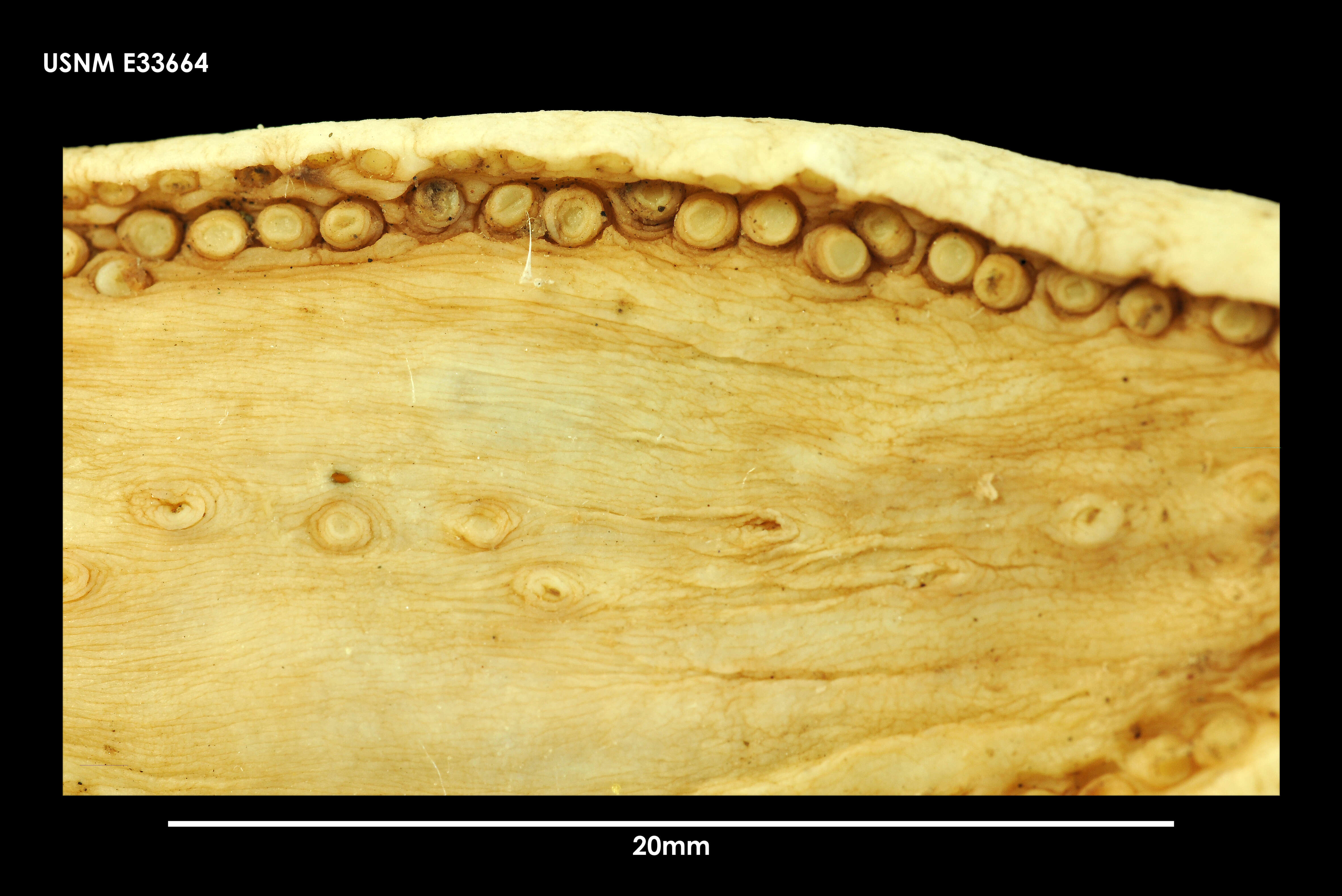 صورة Echinopsolus koehleri (Vaney 1914)