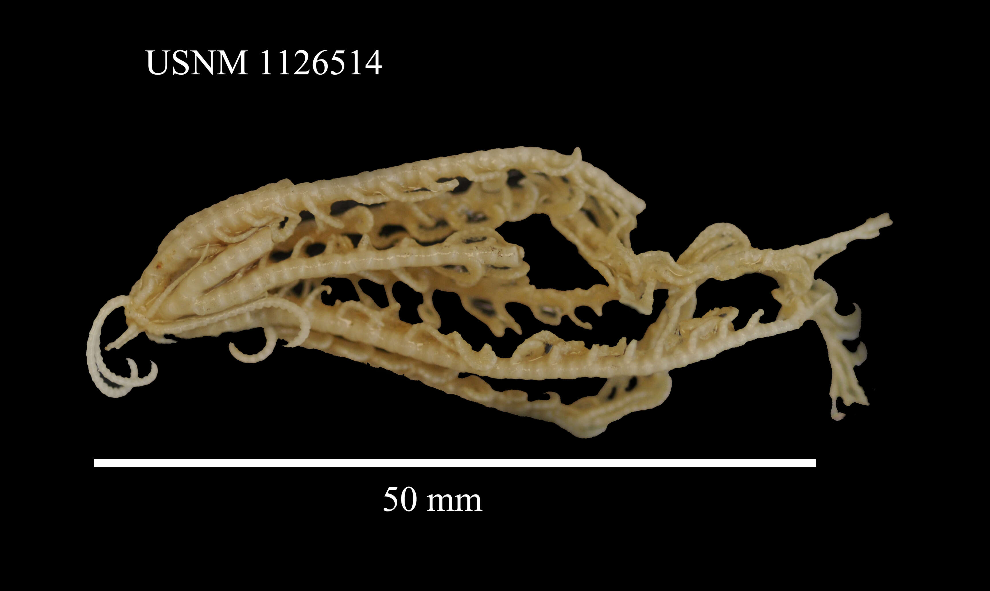 Image of Notocrinus mortenseni John 1938