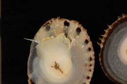 Image of Spiny cup and saucer shell