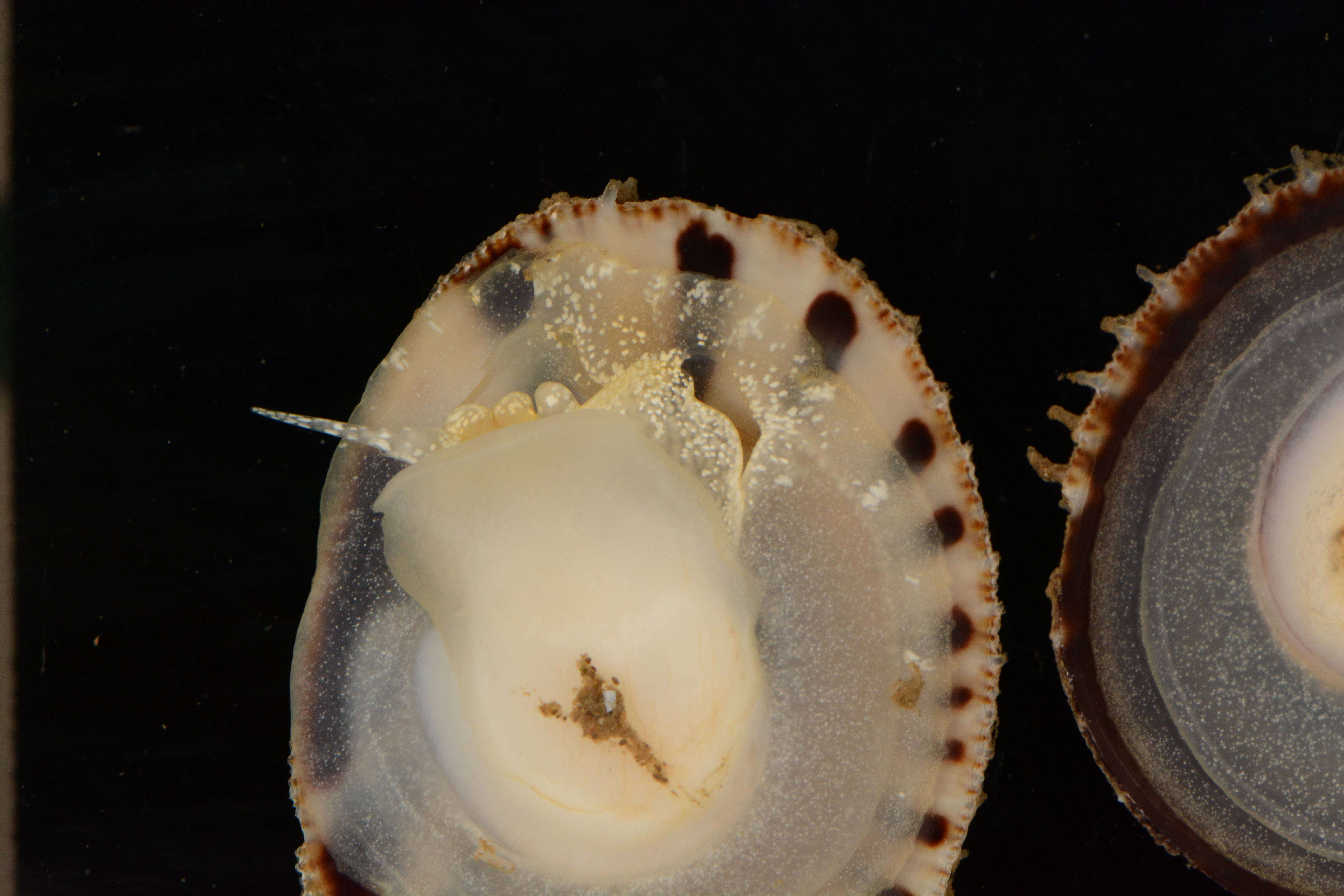 Image of Spiny cup and saucer shell