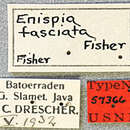Image of Athylia fasciata (Fisher 1936)