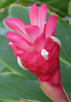 Image of red ginger