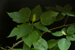 Image of Acalypha schiedeana Schltdl.