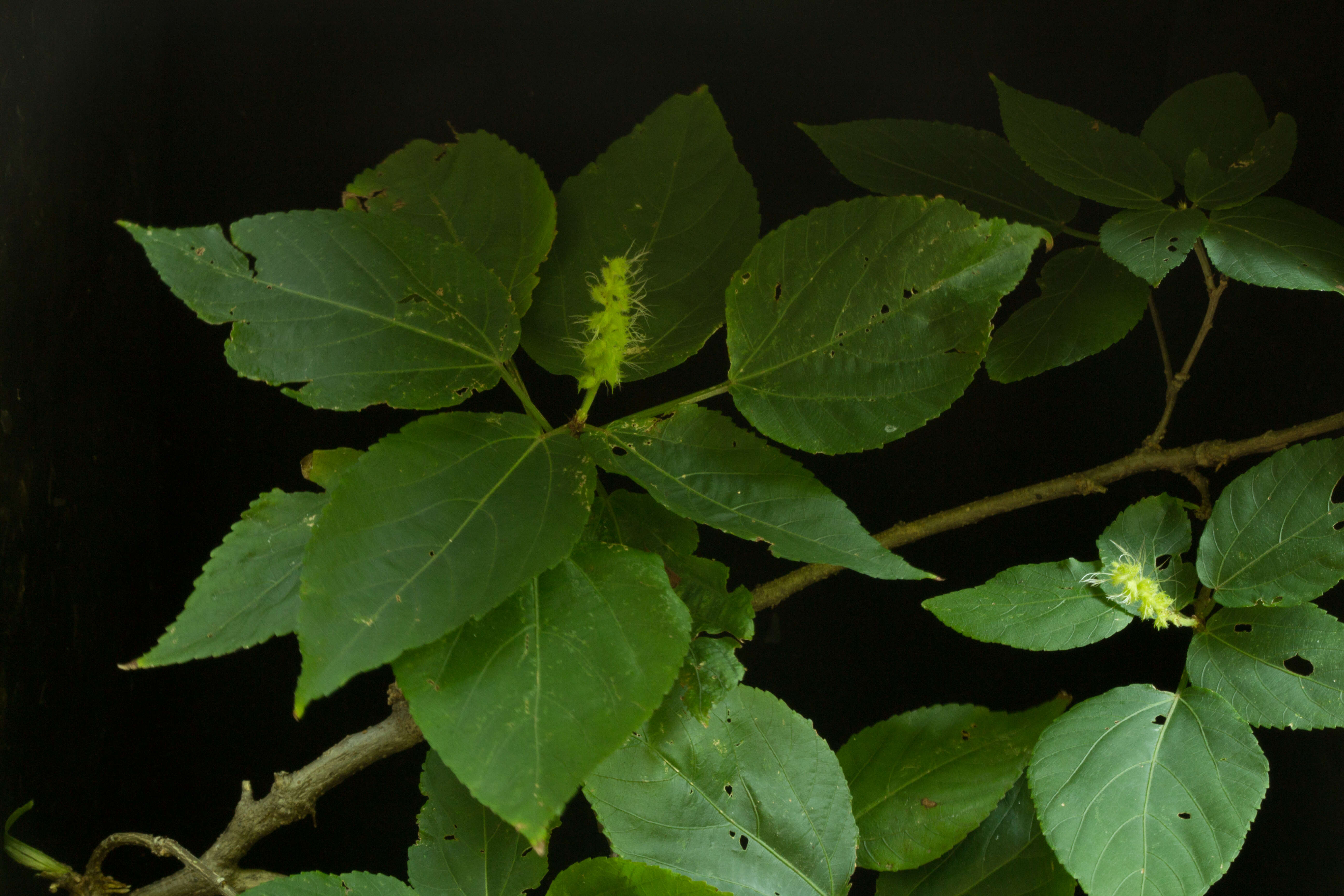 Image of Acalypha schiedeana Schltdl.