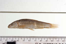 Image of Campostoma formosulum Girard 1856