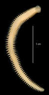 Image of "An Antarctic, polychaete worm"