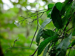 Image of Natal plum