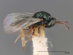 Image of Parasitoid wasp