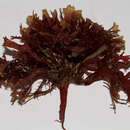 Image of Gracilaria cuneata