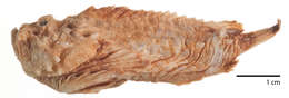 Image of Midget stonefish