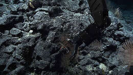 Image of Narella macrocalyx Cairns & Bayer 2008
