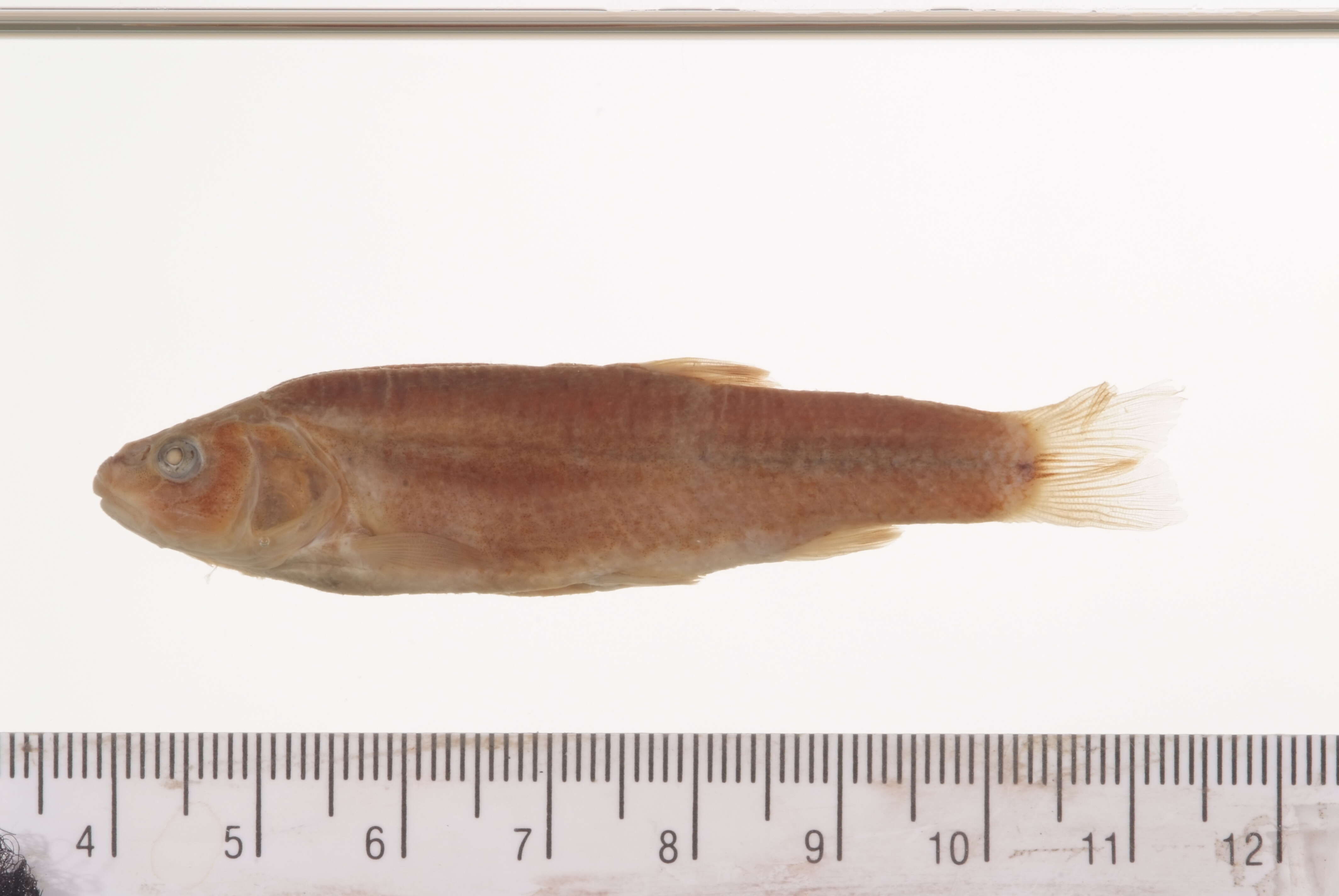 Sivun Rhinichthys osculus (Girard 1856) kuva