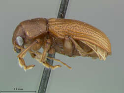 صورة Colaspis Fabricius 1801