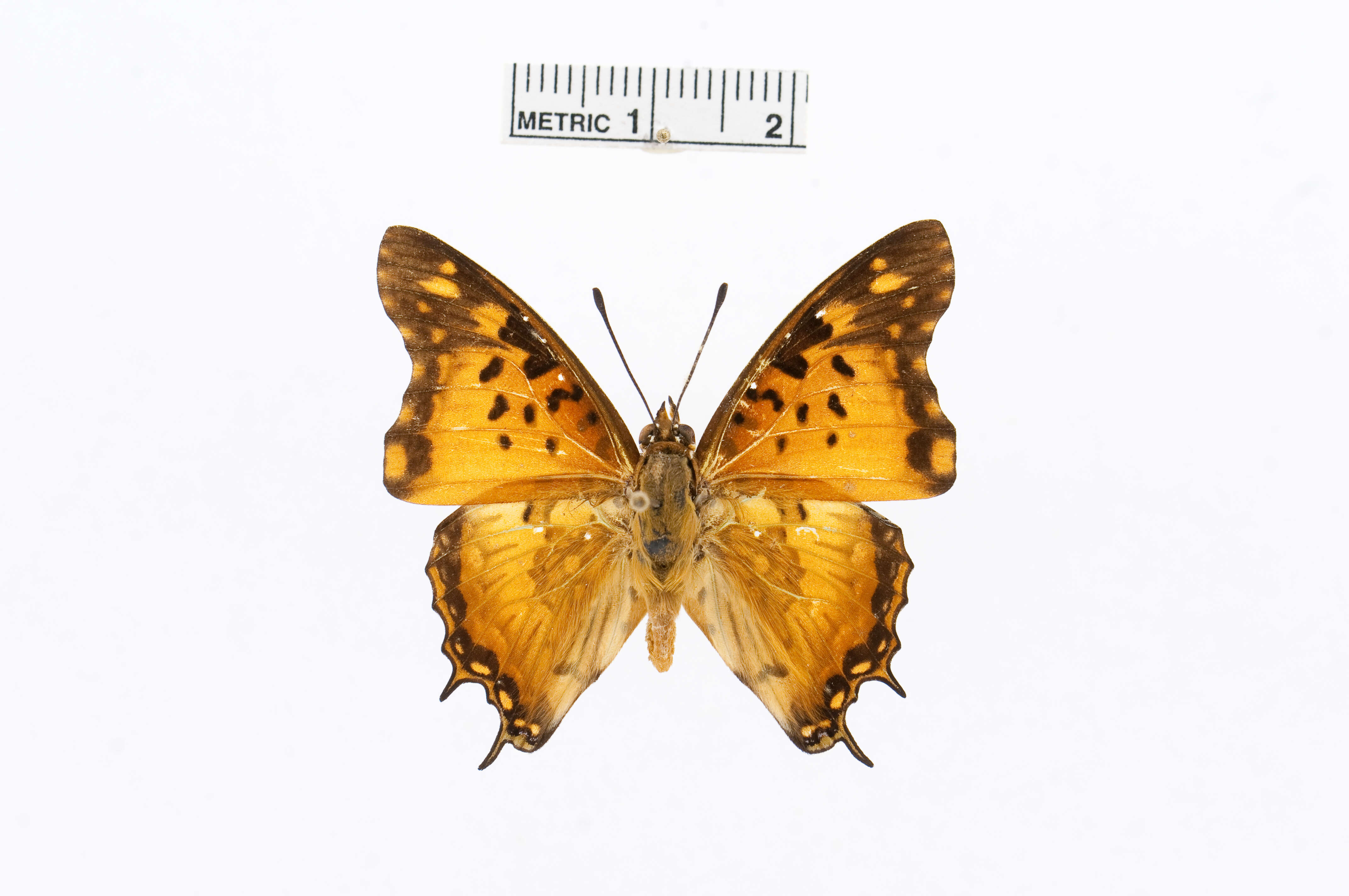 Charaxes jahlusa Trimen 1862的圖片