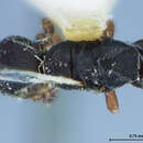 Image of Parasitoid wasp