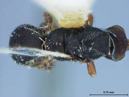 Image of Parasitoid wasp