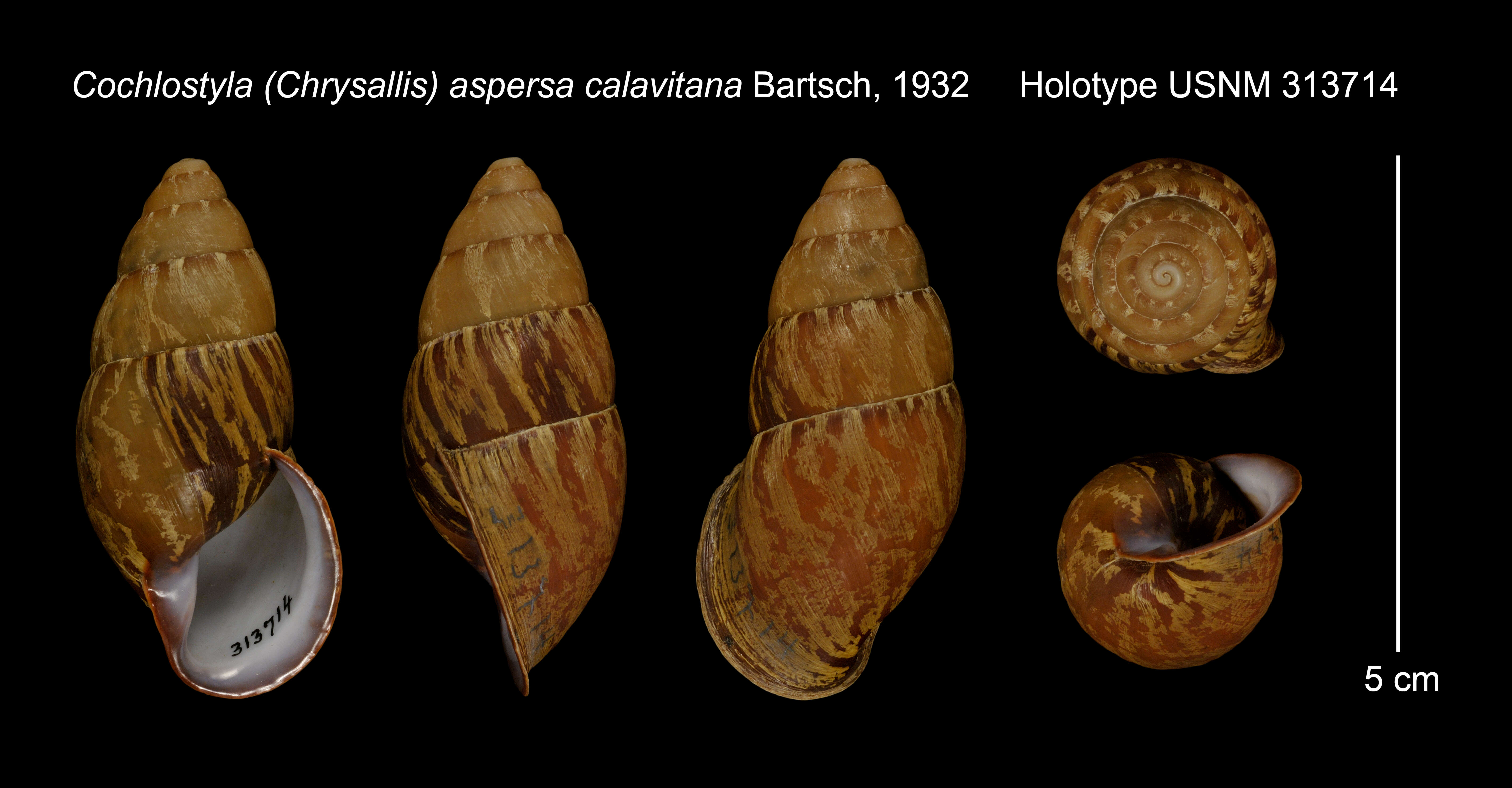 Image of <i>Cochlostyla aspersa</i>