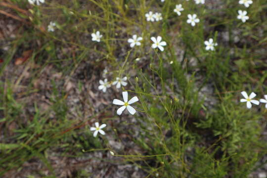 Image of shortleaf rose gentian