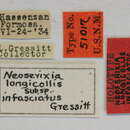 Image of Neoserixia longicollis Gressitt 1935
