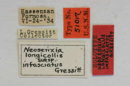 Neoserixia longicollis Gressitt 1935 resmi