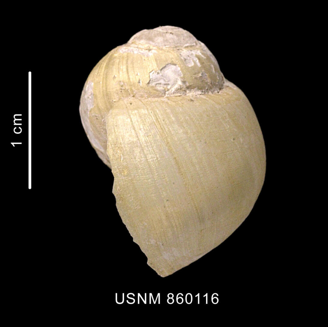 Image of Falsilunatia benthicola (Dell 1990)