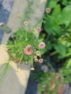 Image of grassleaf Barbara's buttons