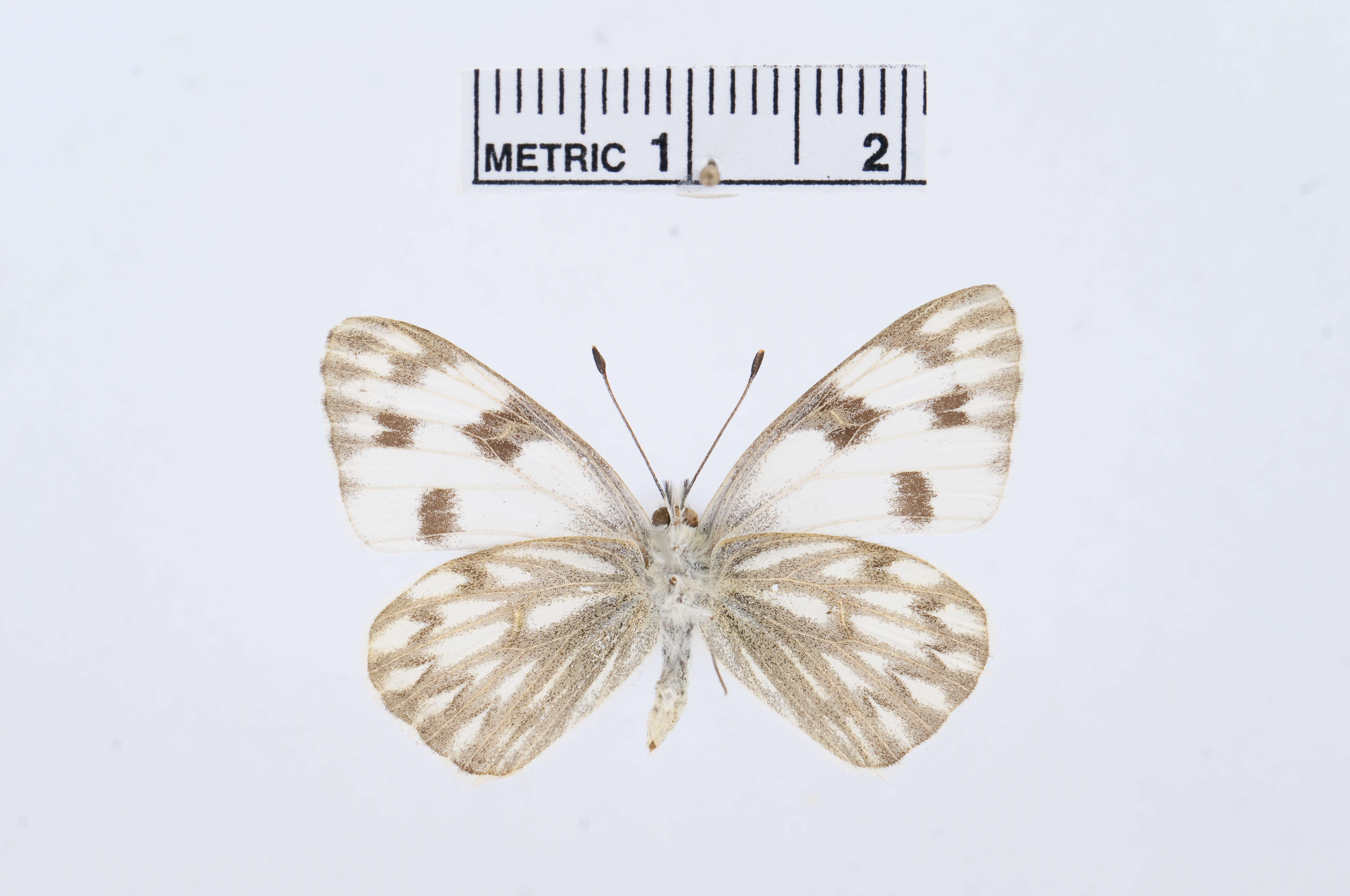 Image of Checkered White