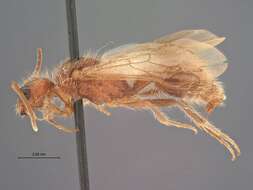 Image of Odontophotopsis Viereck 1903