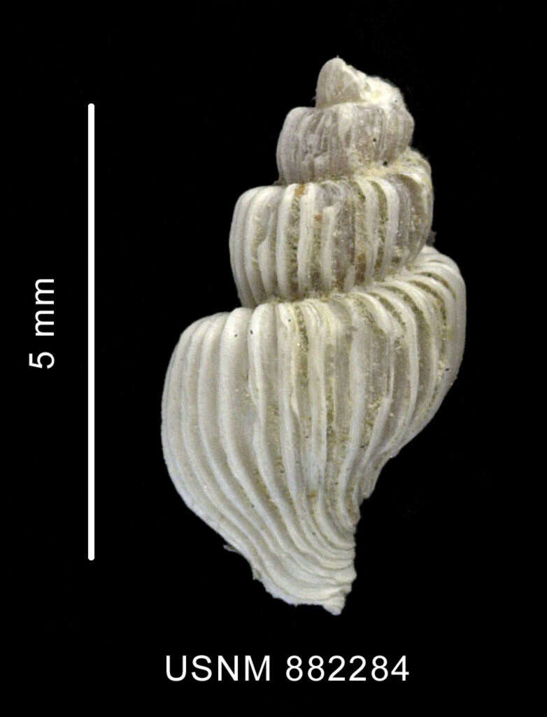 Sivun Trophon minutus Melvill & Standen 1907 kuva