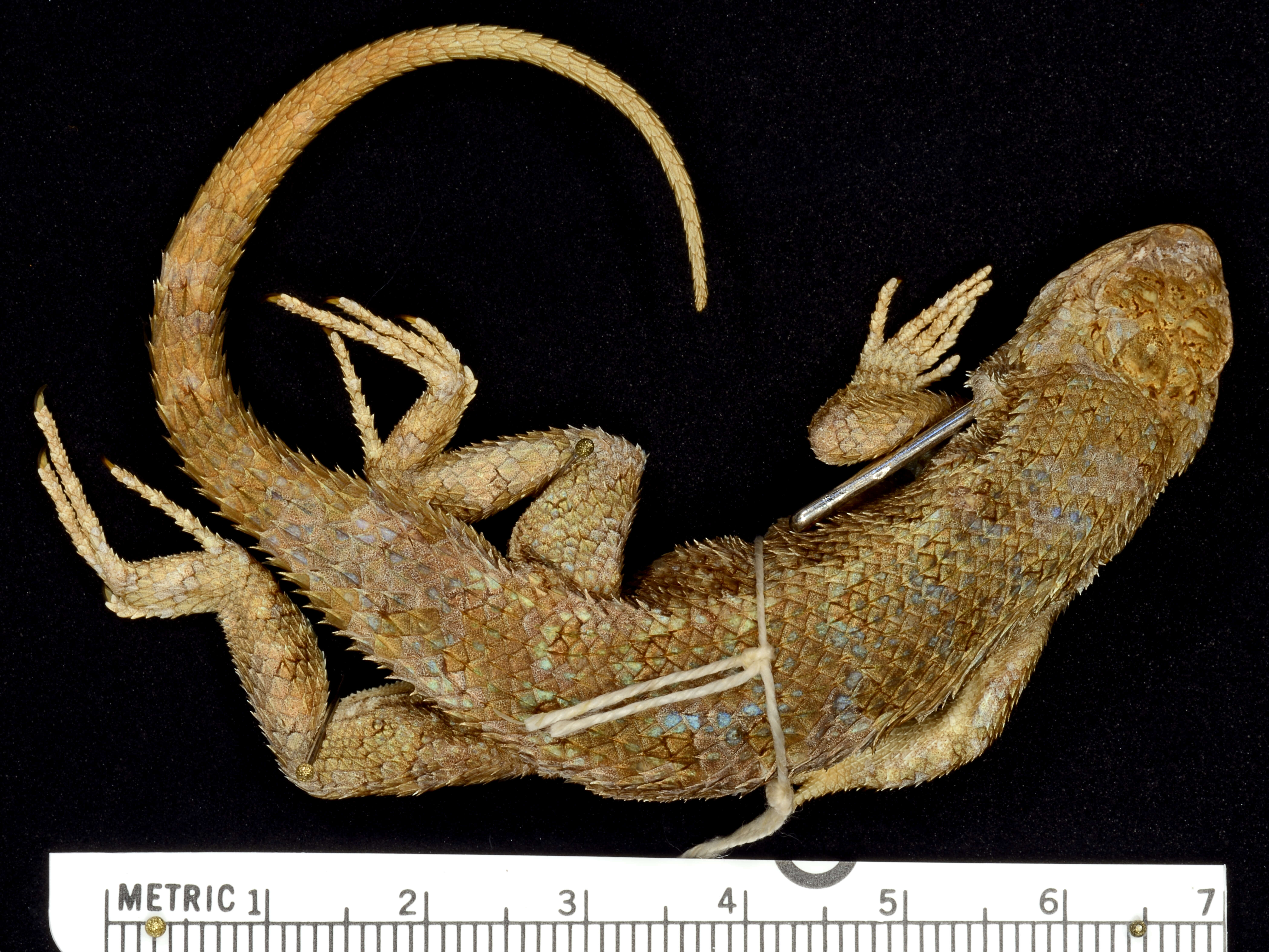 Image of Western Fence Lizard