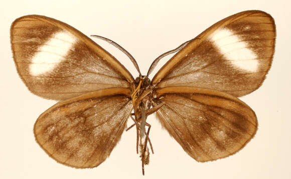 Image of Myrmecophantes