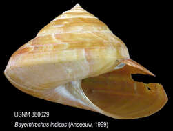 Image de Bayerotrochus indicus (Anseeuw 1999)
