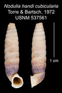 Imagem de <i>Nodulia handi cubicularia</i> Torre & Bartsch