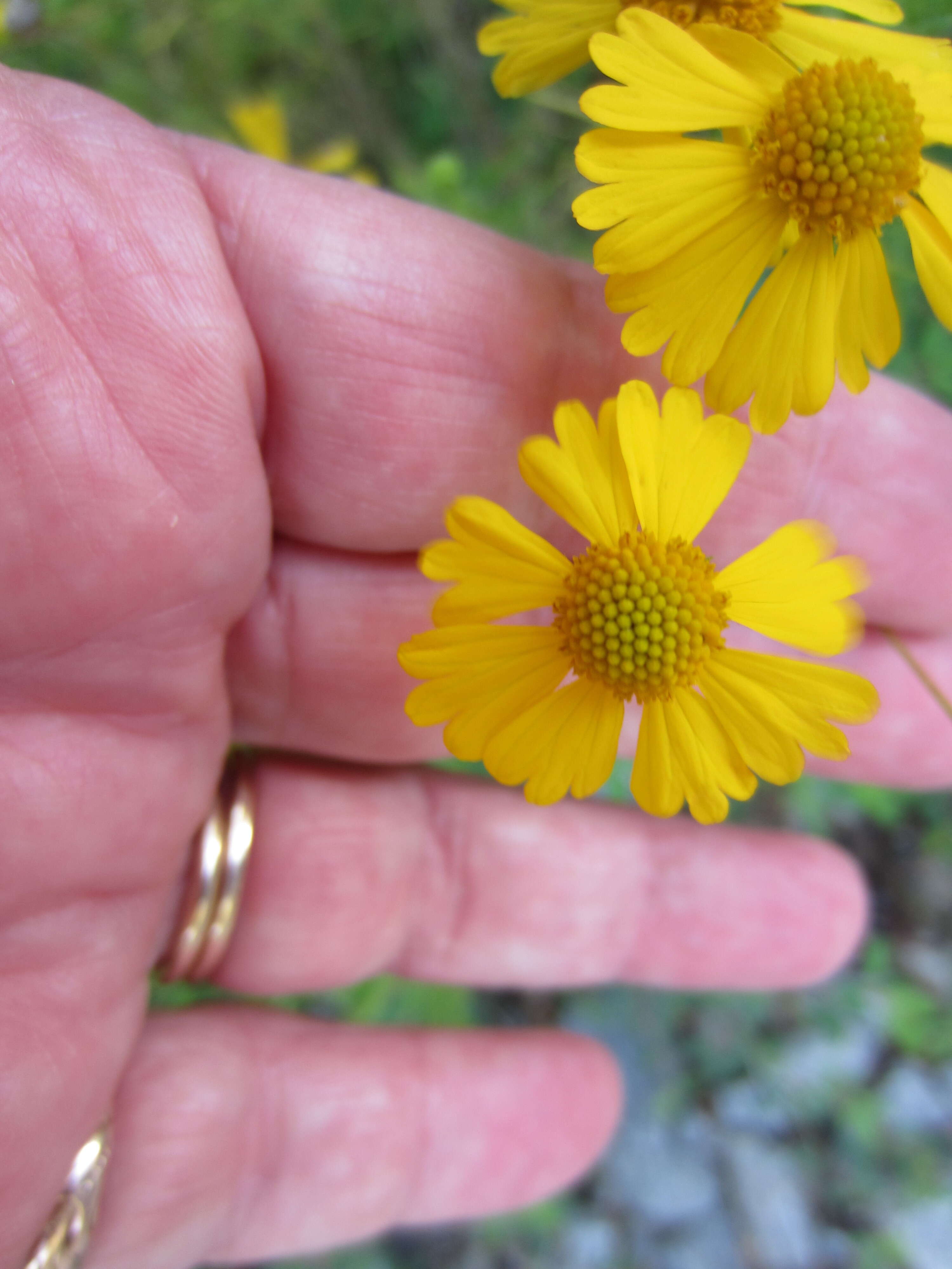 Image de Helenium amarum (Rafin.) H. Rock