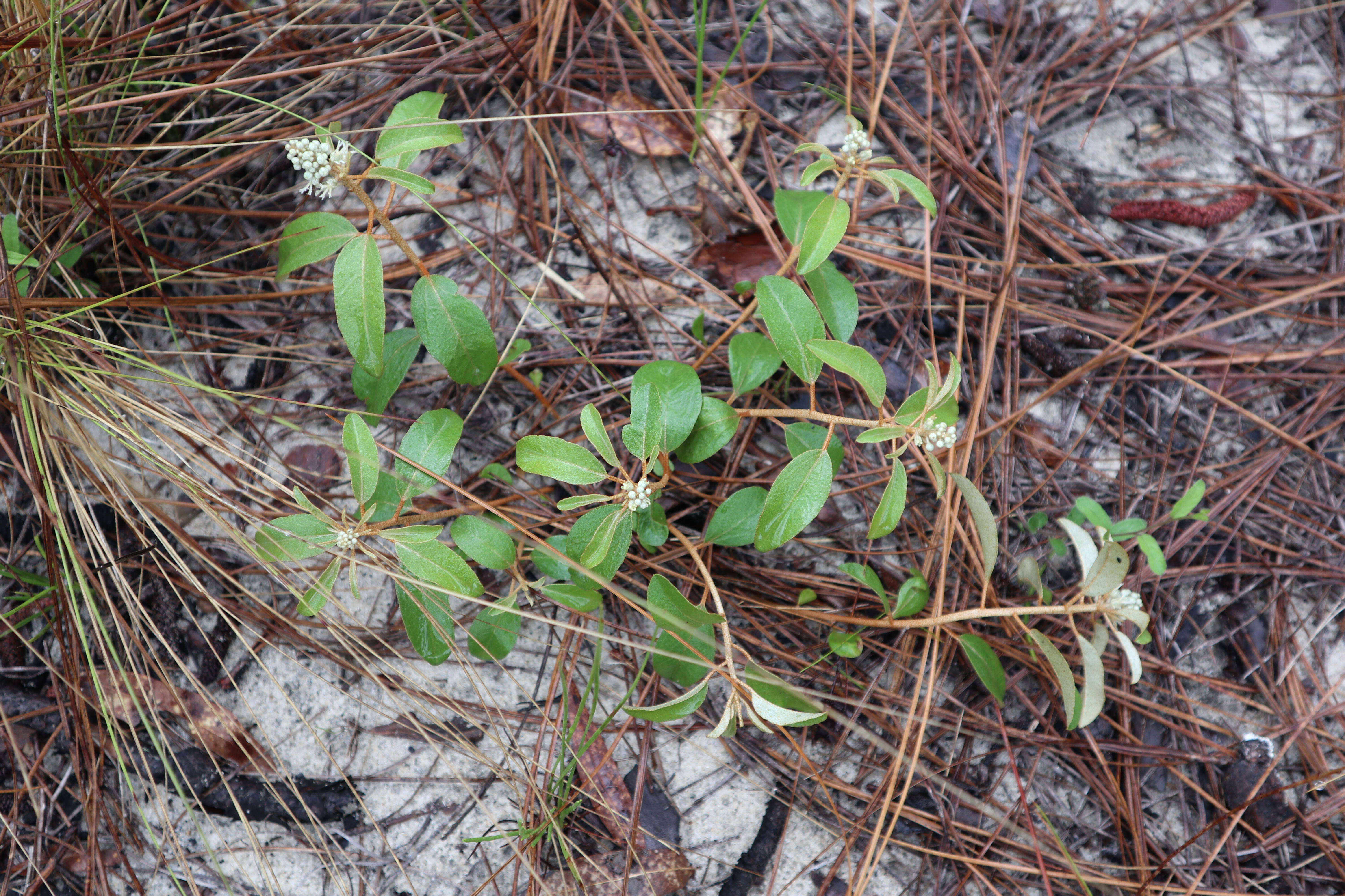 Image of Silver Croton