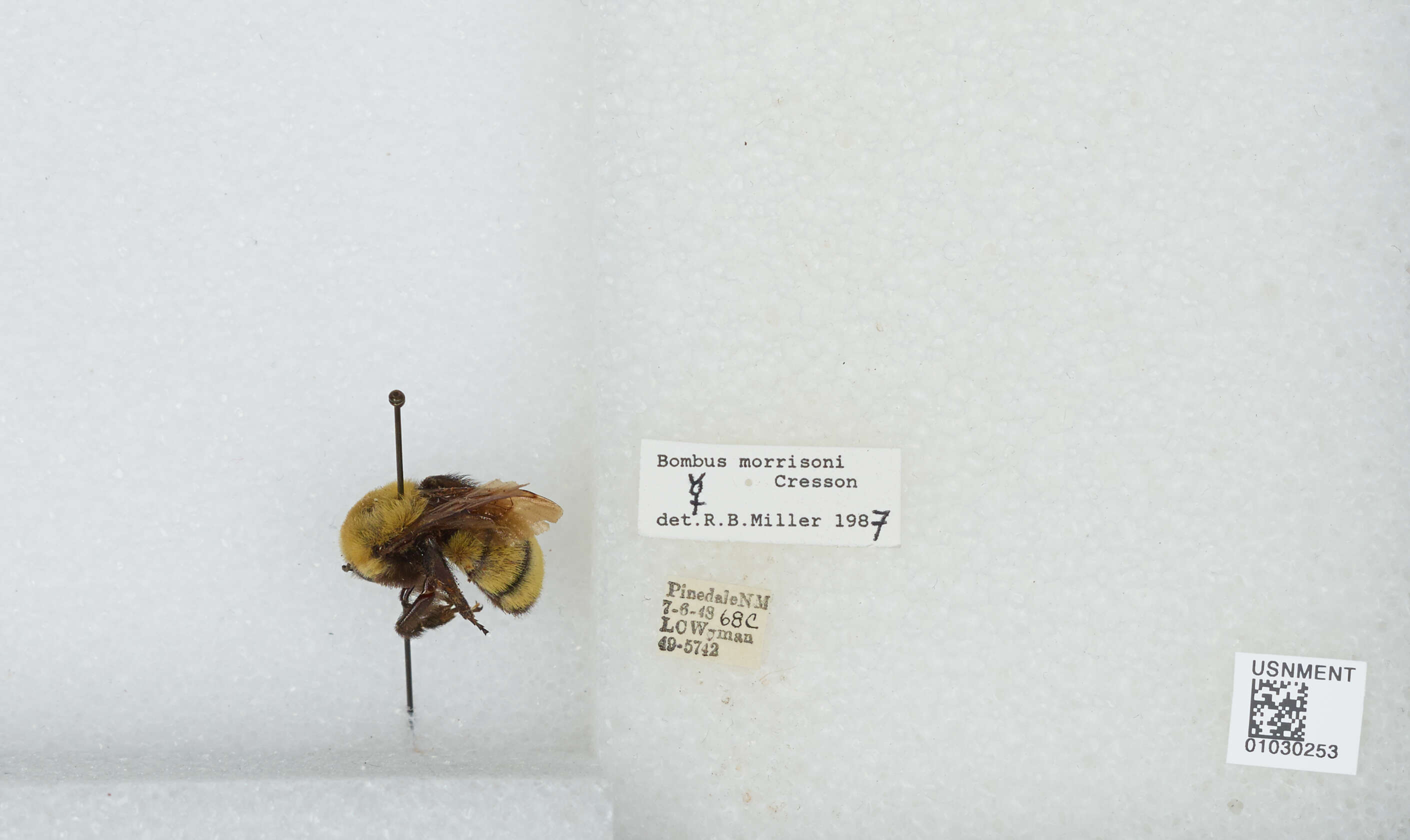 Image of Bombus mucidus Gerstäcker 1869