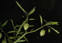 Image of cutleaf groundcherry