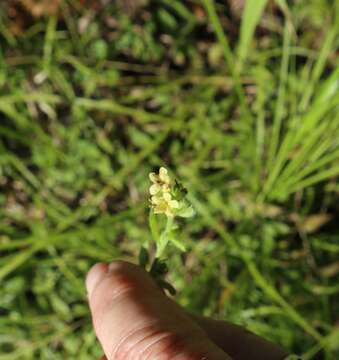 Слика од Lithospermum tuberosum Rugel ex A. DC.