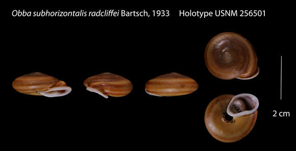 Image of Obba subhorizontalis radcliffei Bartsch 1933