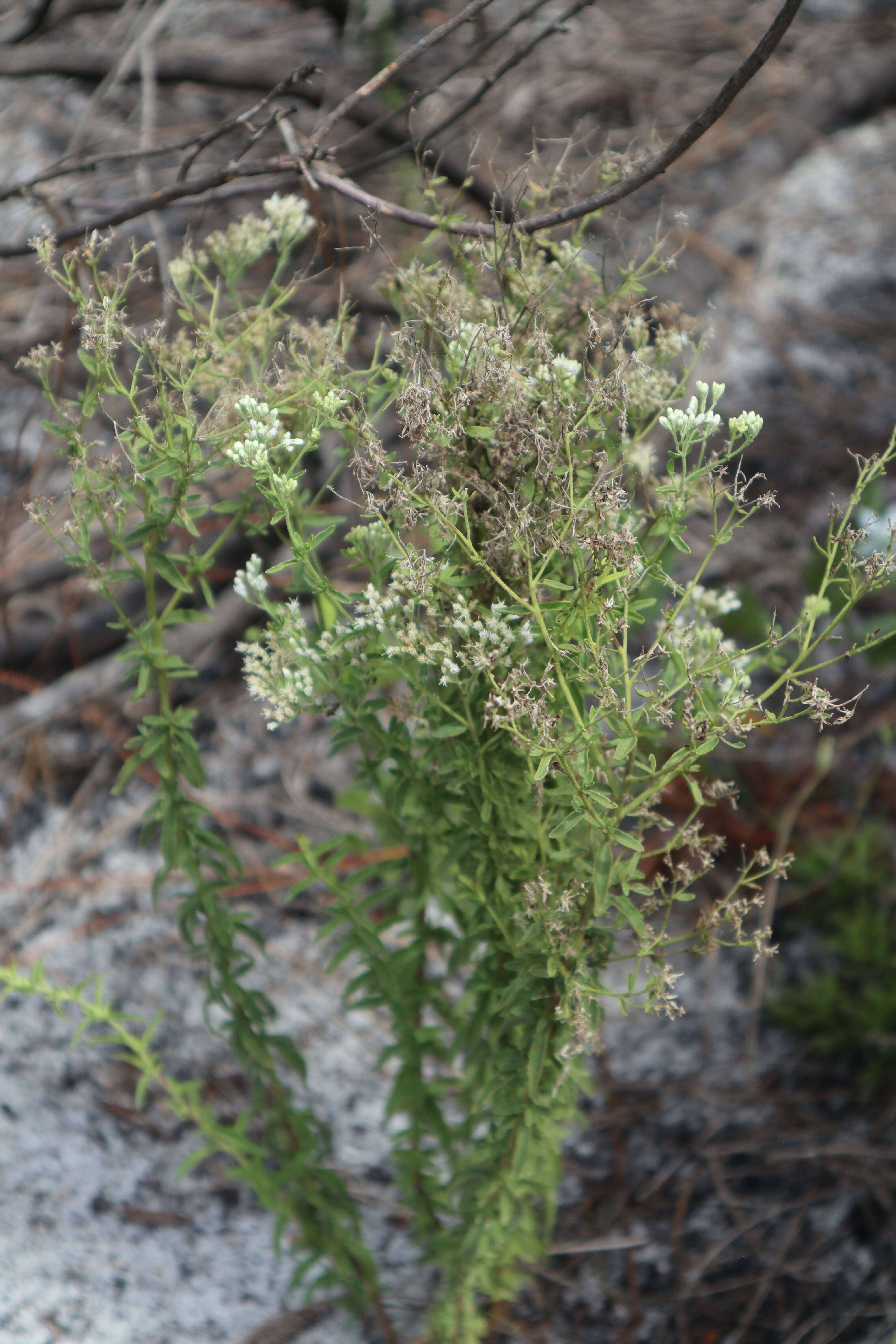 Image de Eupatorium mohrii E. Greene