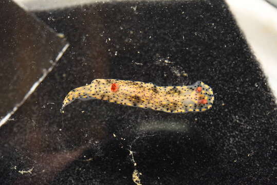 Image of Red gilled yellow spotted green slug