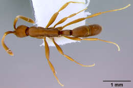 Image of Probolomyrmex angusticeps M. R. Smith