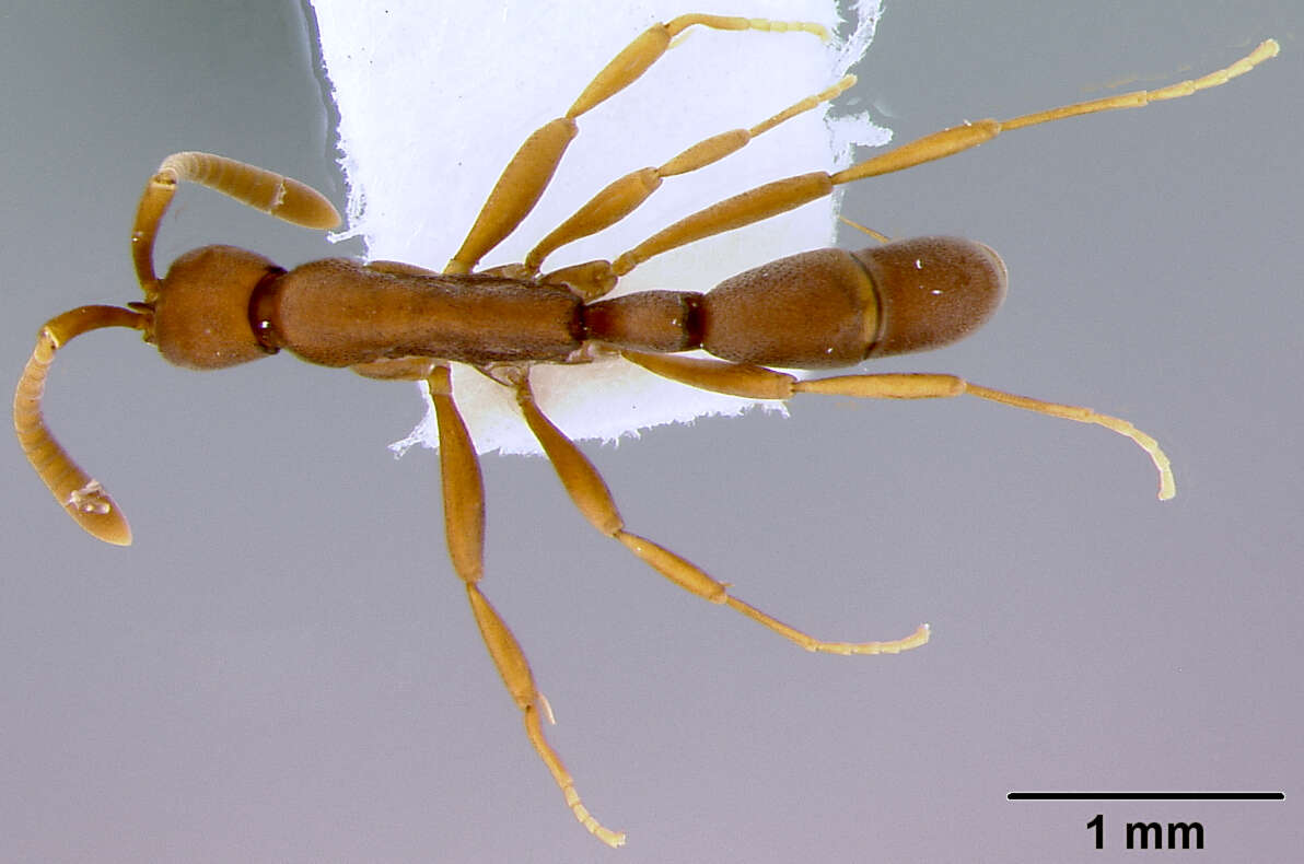 Image of Probolomyrmex angusticeps M. R. Smith