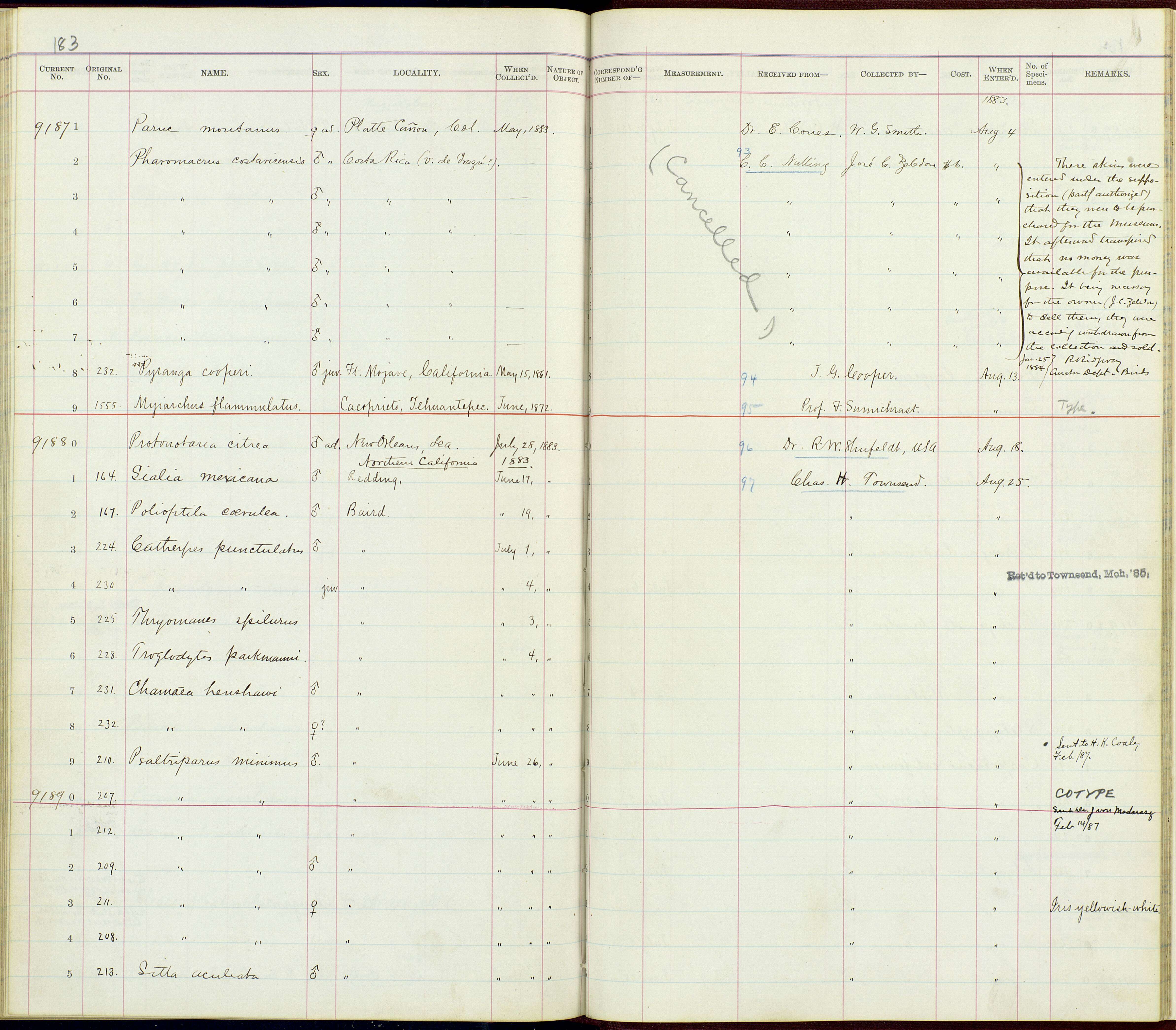 Imagem de Chamaea fasciata henshawi Ridgway 1882